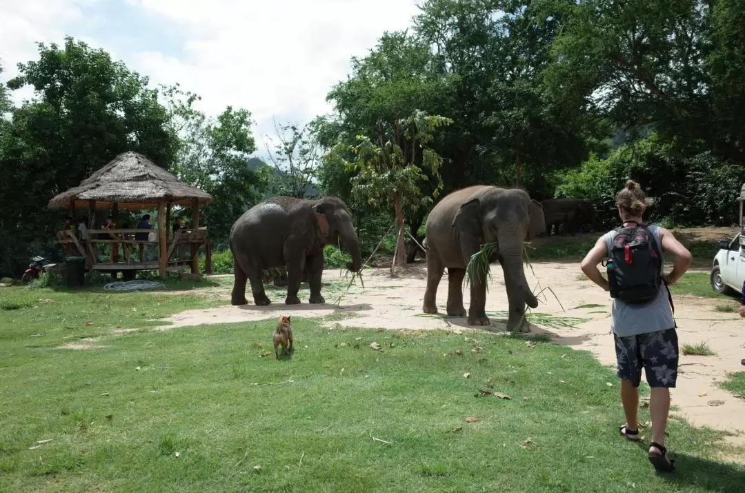 Kanchanaburi Elephant World Private Transfer From Bangkok			