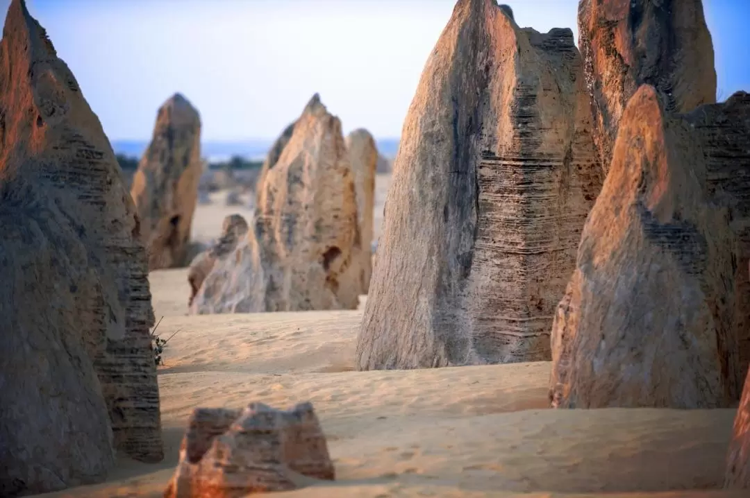 Pinnacle Desert, Yanchep and Swan Valley with Lunch