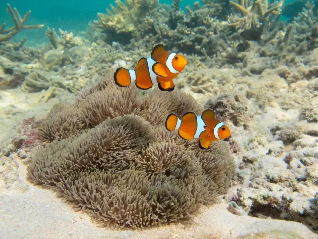 PADI Guided Snorkeling Experience in Tunku Abdul Rahman National Park