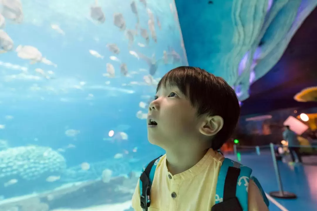 Chimelong Ocean Kingdom - Ocean Sleepover Package