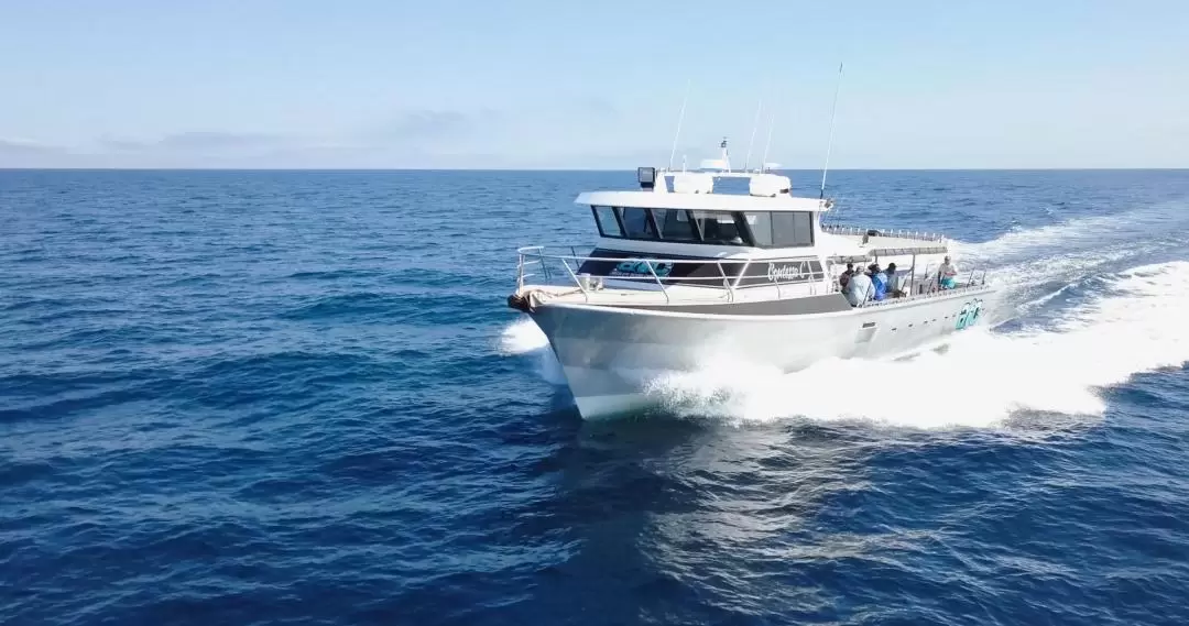 Broome Whale Watching Cruise