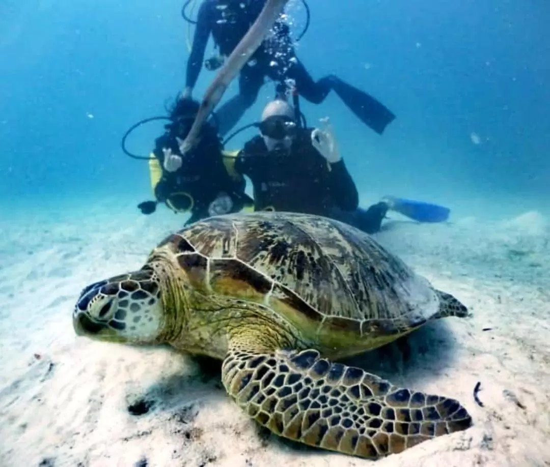 Leisure Diving Experience in Semporna Island