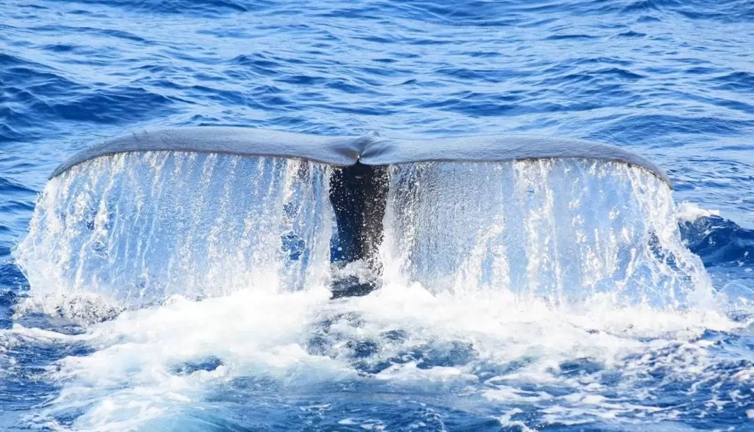 Hualien Whale-Watching Tour by Pacific Whale