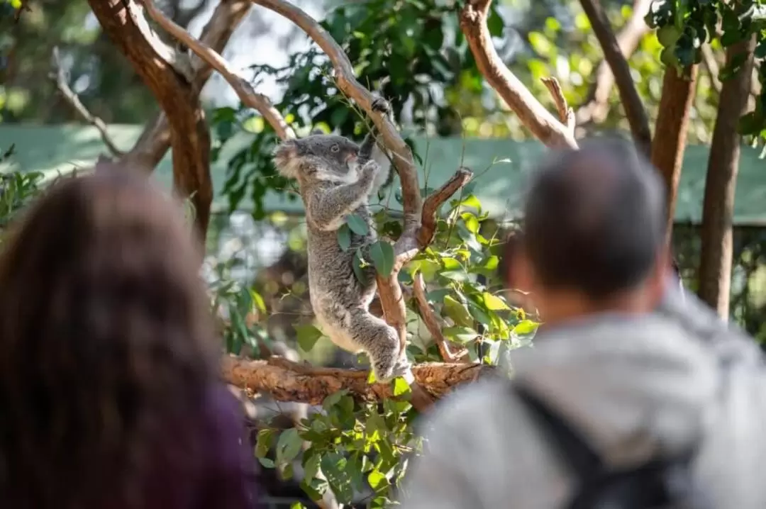 Featherdale Sydney Wildlife Park Ticket