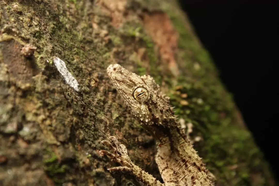 Evening Rainforest and Glow Worm Half Day Tour in Gold Coast