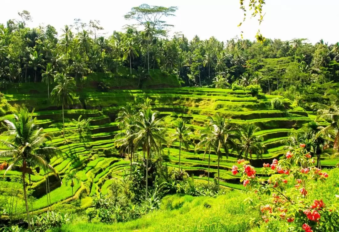 Bali Swing, Rafting, and Ubud Tour with Korean Speaking Driver