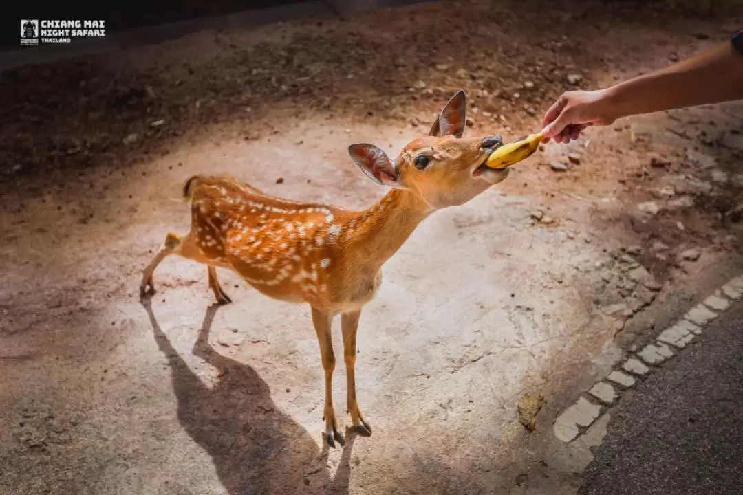 清邁夜間動物園門票