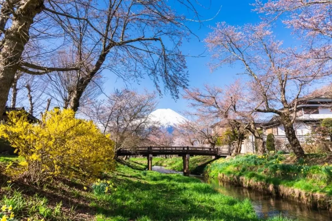 Mount Fuji Sightseeing One Day Tour from Tokyo
