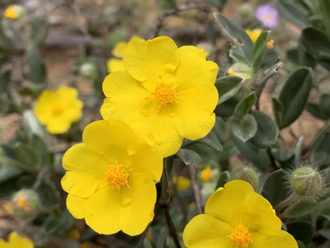 Kalbarri Wildflowers Tour