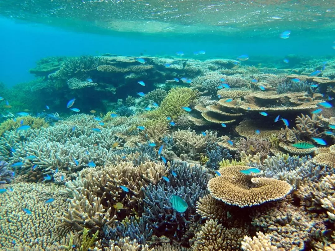 Maboroshi no Shima Snorkeling Experience in Ishigaki