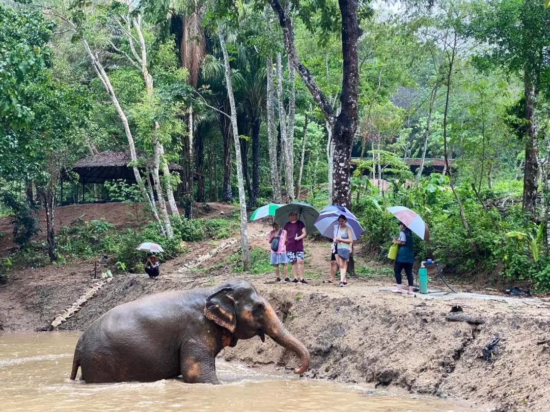 Phuket Elephant Nature Reserve Experience