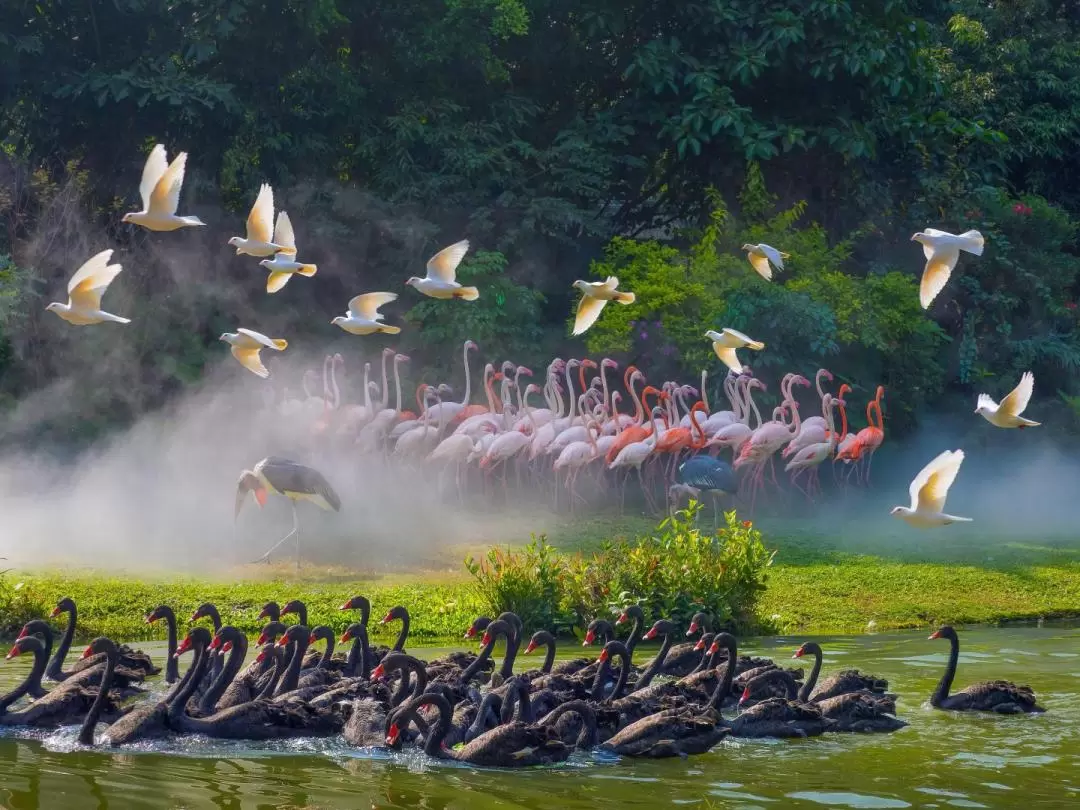 長隆バーズパーク 入園チケット（広州）