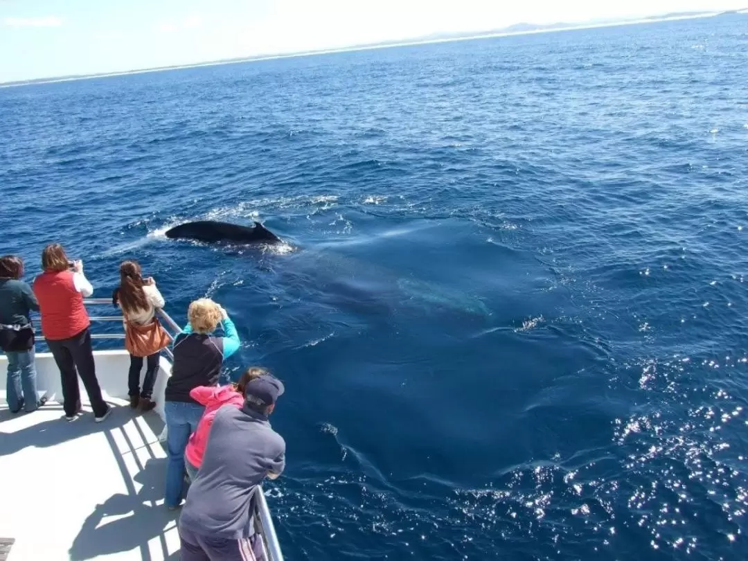 Port Stephens Whale Watching Cruise