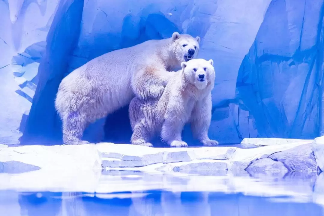 上海海昌海洋公園 入園チケット