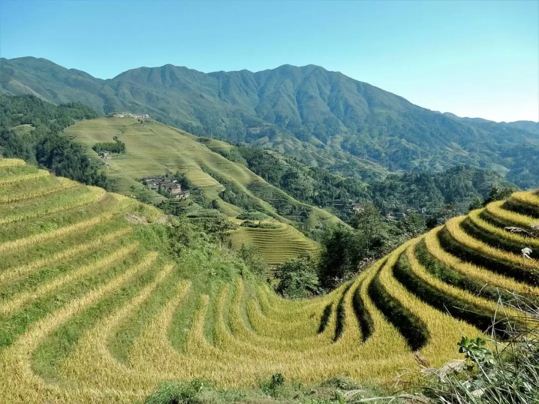 Longji Rice Terraced Fields and Minority Villages Tour with Transfer from Guilin or Yangshuo