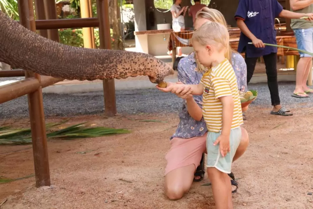 Elephant Feeding Experience in Samui