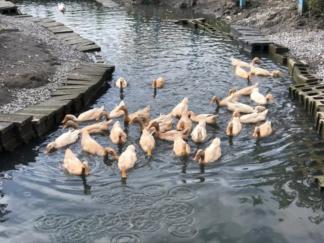 Keda Goat Farm ticket in Yilan