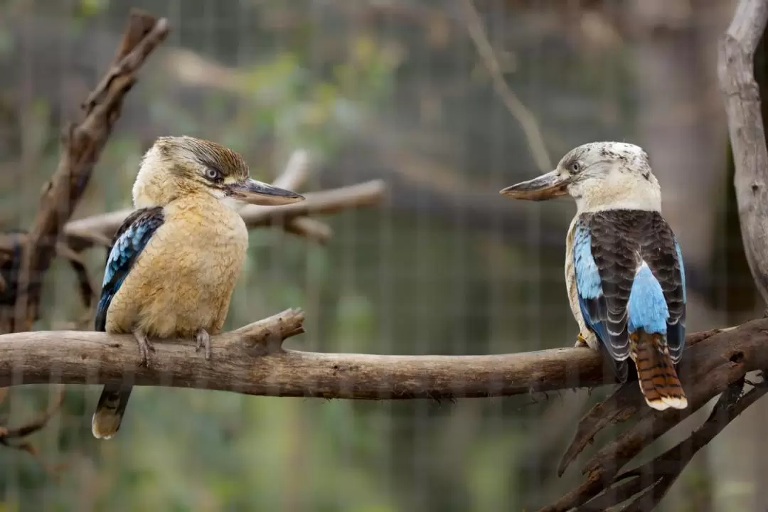 墨爾本動物園野生動物導覽門票