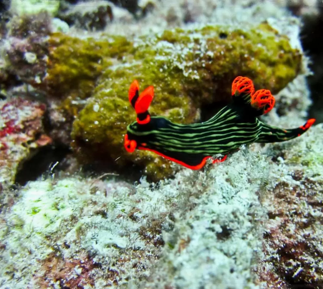 Tun Sakaran Marine Park Island Hopping Tour