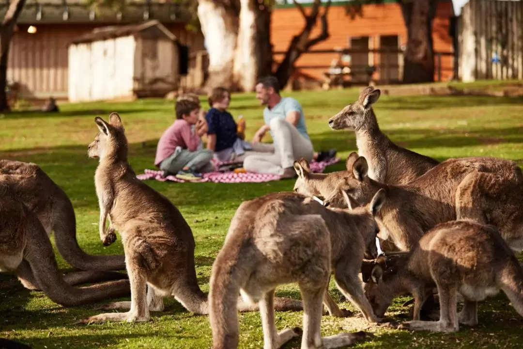 Bonorong Wildlife Sanctuary Ticket in Brighton