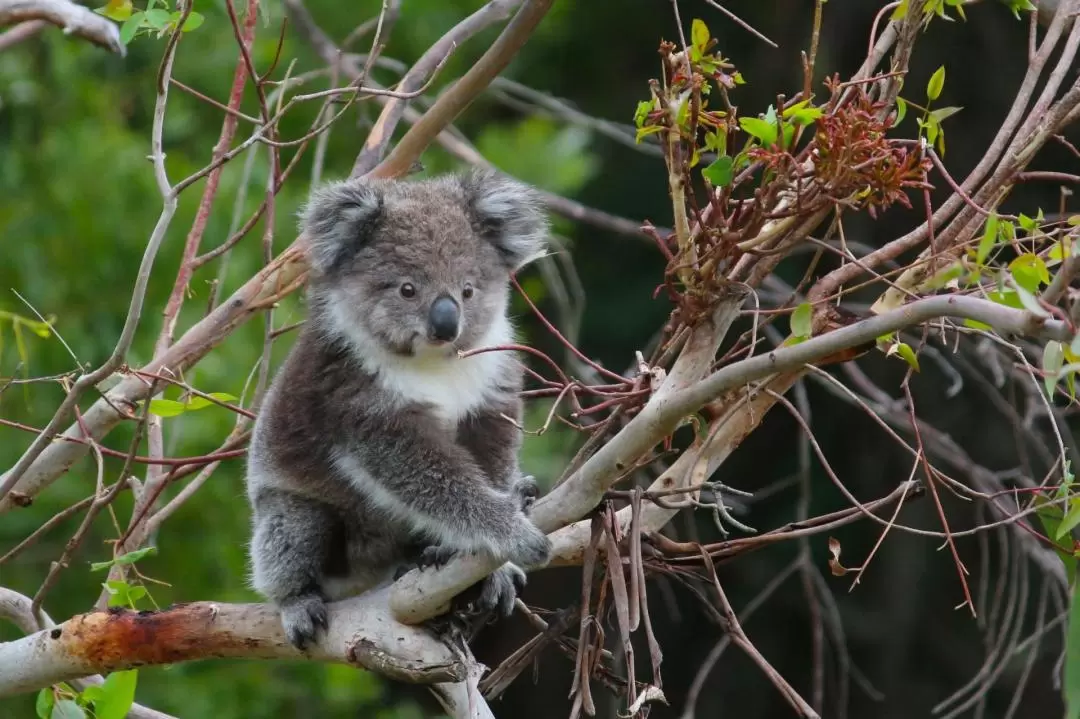 大洋路野生動物奇觀探索之旅