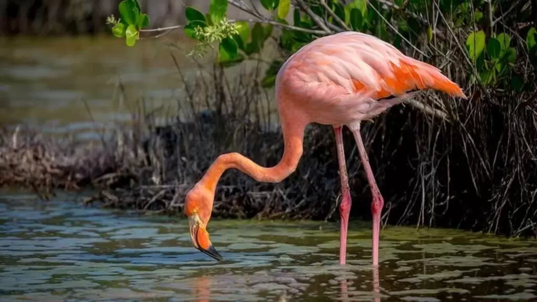 Floreana Island Full Day Tour in Galapagos