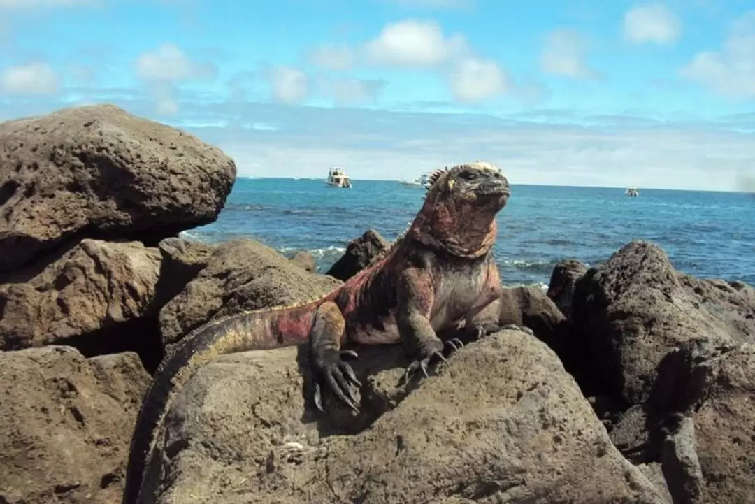 Floreana Island Full Day Tour in Galapagos