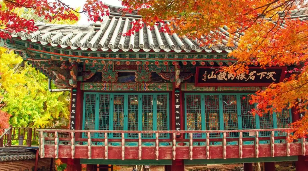 Naejangsan National Park Autumn Maple Day Tour from Busan