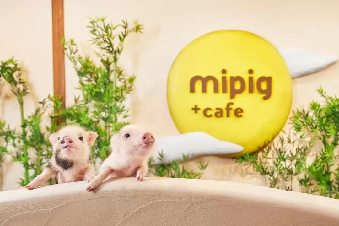 大阪Micro Pig Cafe迷你豬咖啡館體驗