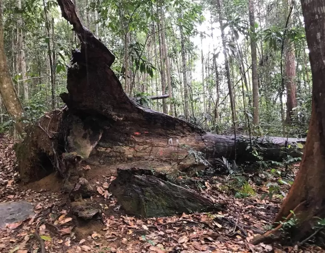 Bintan Hiking Challenge with Lunch