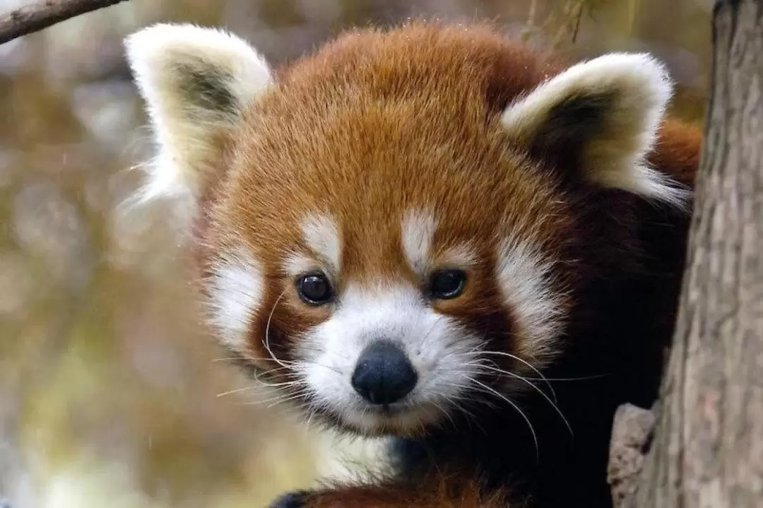 紐約中央公園動物園門票