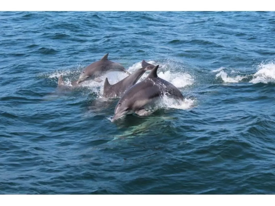 Dolphin Watching Tour in Kumamoto