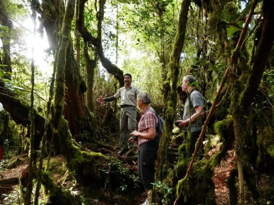 金马仑高原 & 苔藓森林（Mossy Forest）半日游