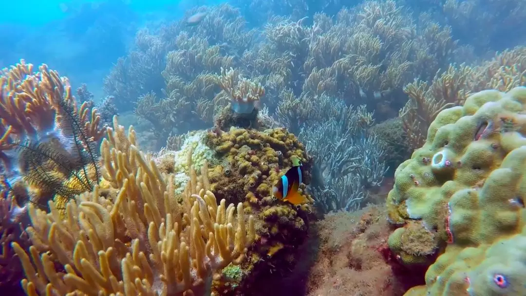 Cham Island Sea Walk and Snorkeling Experience by Speedboat from Hoi An