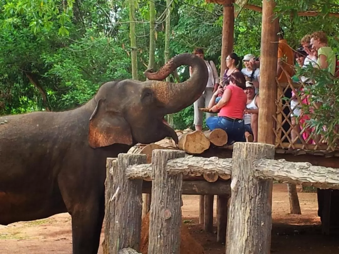 Pinnawala平納瓦拉大象孤兒院一日導覽（康提出發 ）