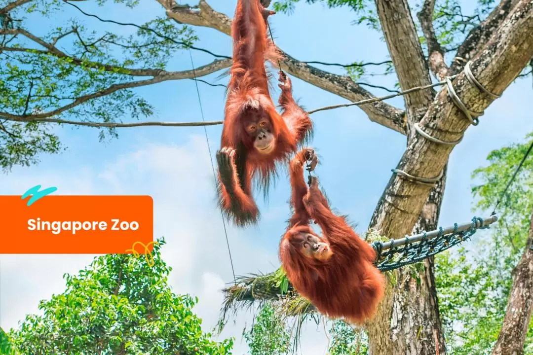 Klook 新加坡萬態野生動物世界景點通票