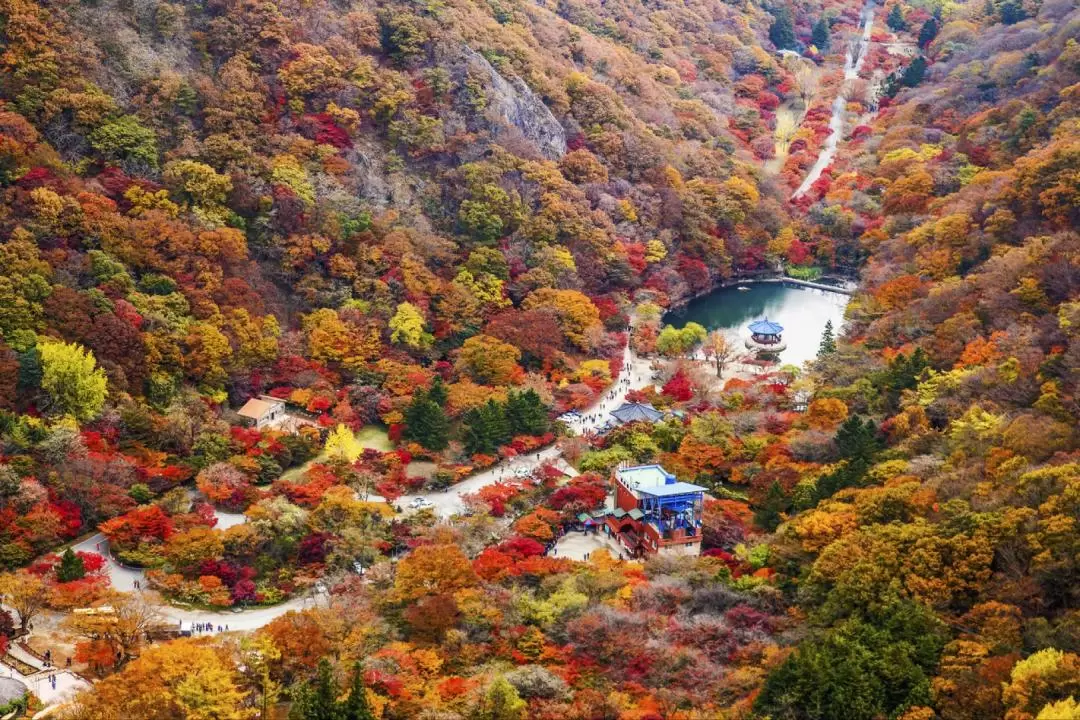 Naejangsan National Park Autumn Maple Day Tour from Busan