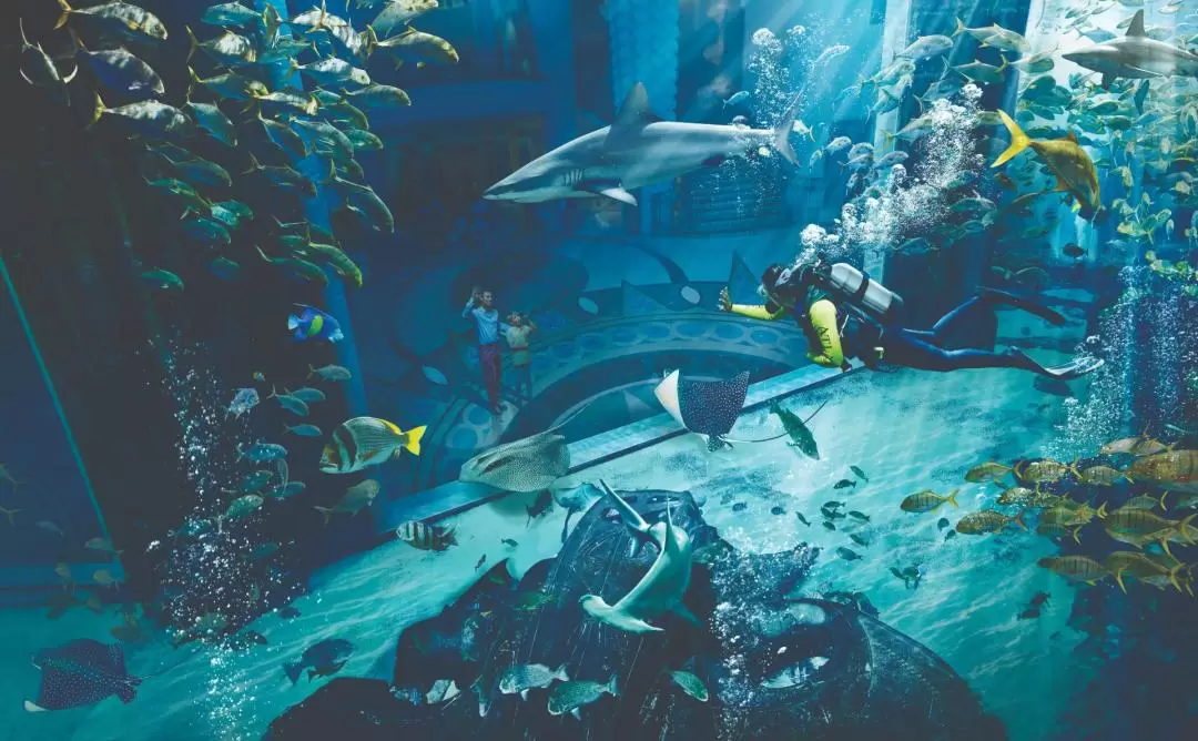 迪拜亞特蘭蒂斯失落的空間水族館水肺潛水體驗