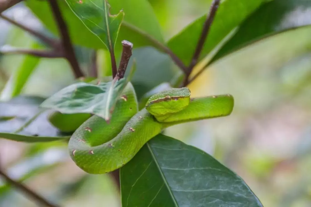 2D1N Sarawak Bako National Park Tour with Night Safari Walk