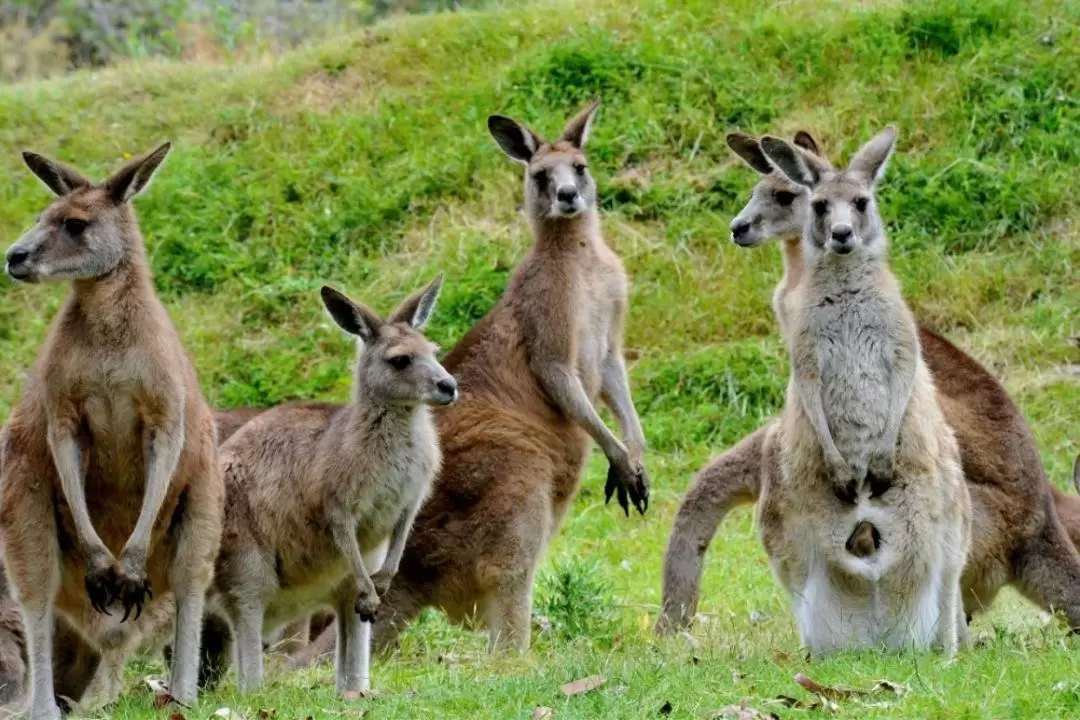 Puffing Billy and Healesville Sanctuary Scenic Tour