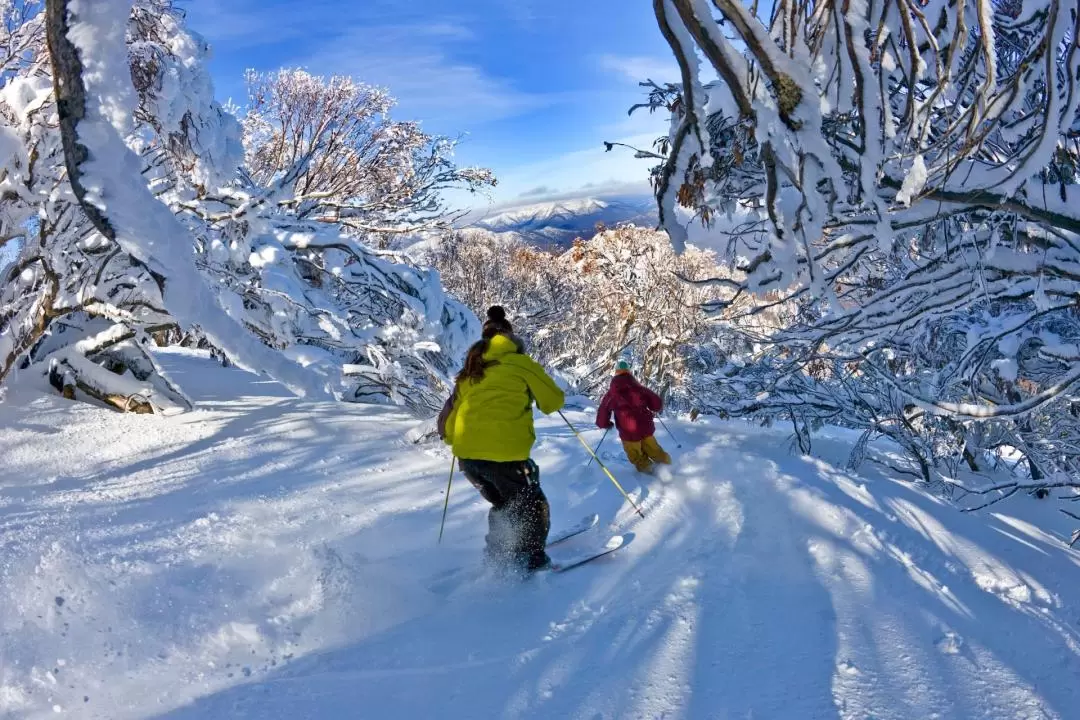 墨爾本布勒山雪地一日遊（含中文導遊）