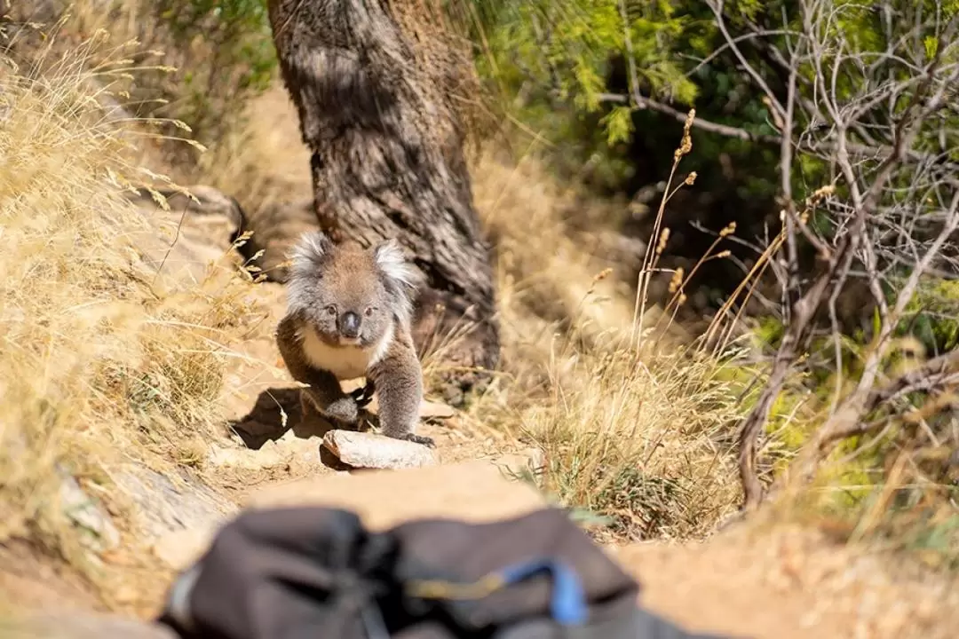 Rock Climb and Abseil Morialta