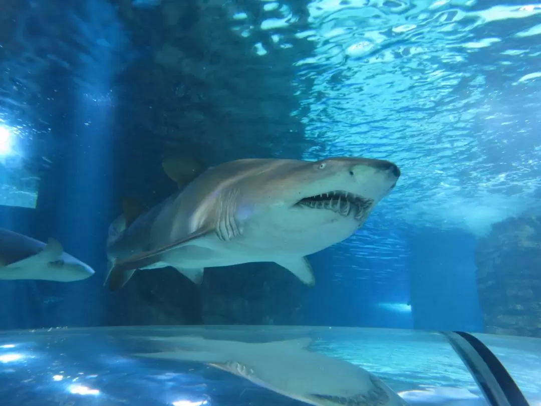 阳光海岸 SEA LIFE 水族馆与鲨鱼共潜体验