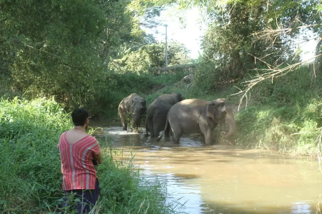 清邁 Maerim Elephant Home 大象體驗營