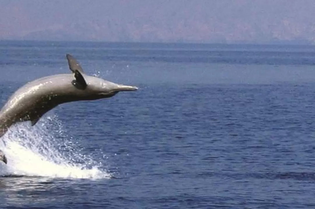 Dolphin Cruise in Muscat