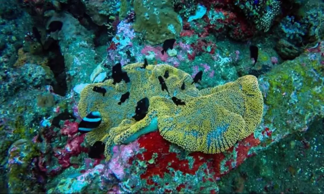 峇里島圖蘭奔＆八丹拜＆艾湄灣＆珀尼達島浮潛體驗（Bali Diving 提供）