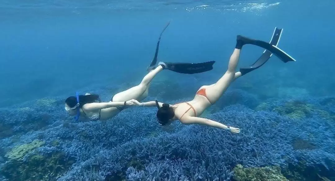 澎湖跳島：七美・將軍嶼秘境紫色珊瑚雙浮潛・花火節