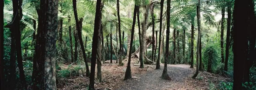 大自然荒野探索半日游（奥克兰出发）