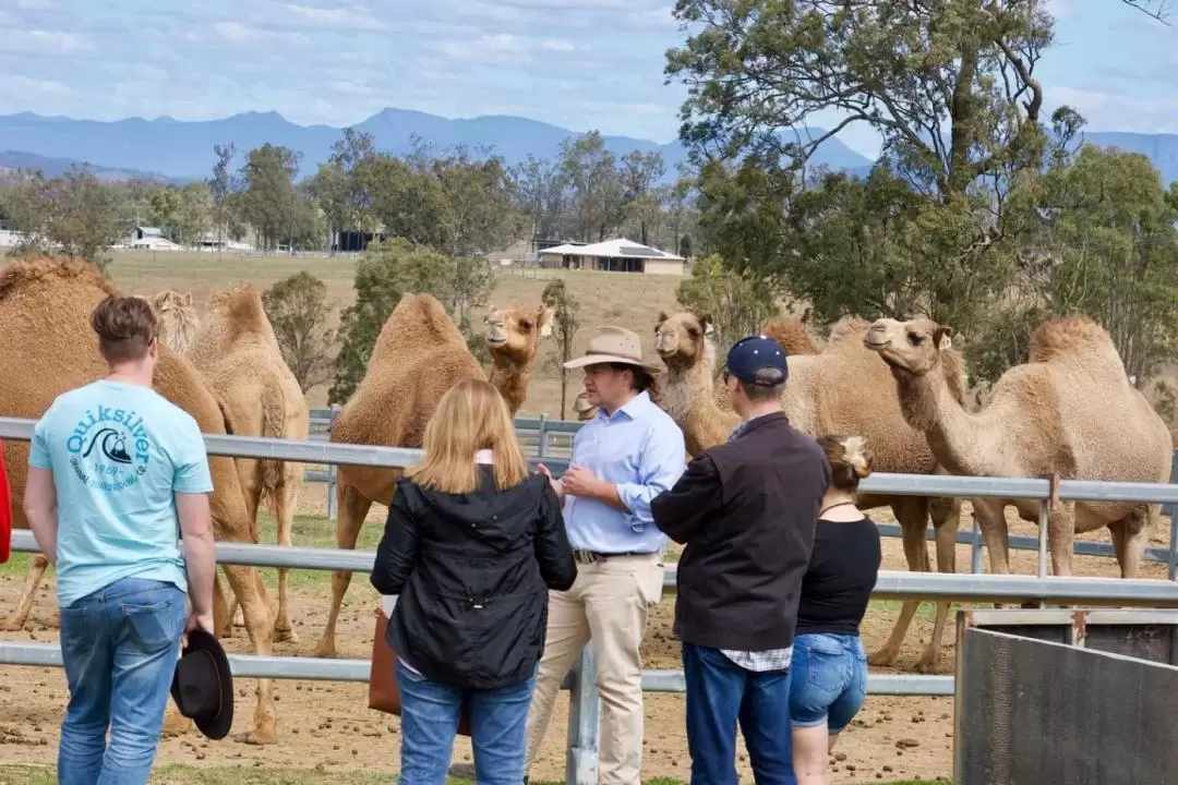 Scenic Rim Farm, Food & Wine Day Tour in Gold Coast