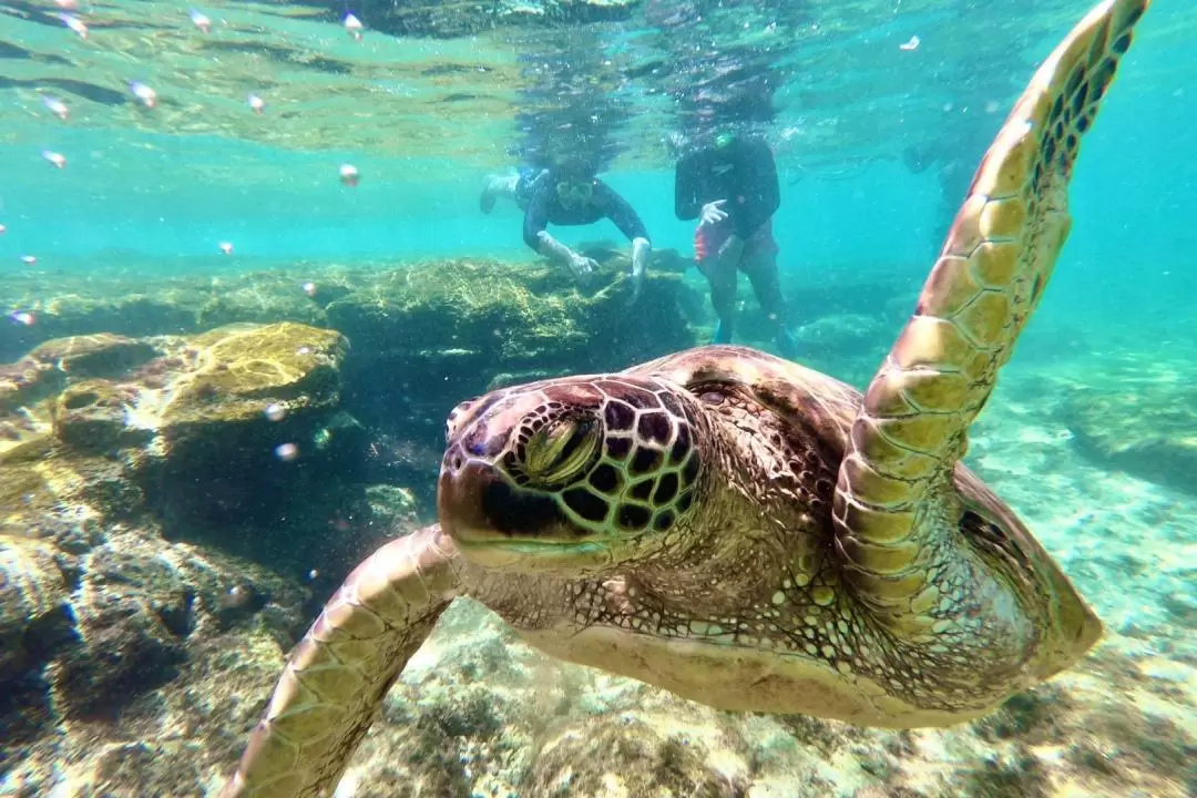 Apo Island Join In Snorkeling with Sightseeing Tour from Dumaguete 